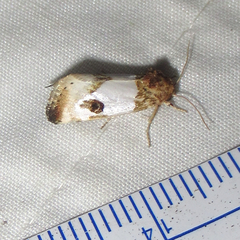 Schinia oculata