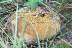 Lycoperdon utriforme