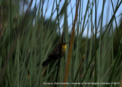 Chrysomus icterocephalus