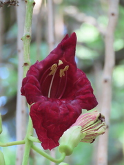 Kigelia