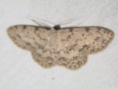 Scopula plantagenaria