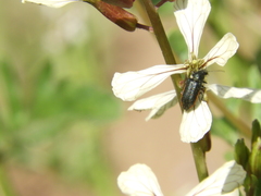 Astylus quadrilineatus