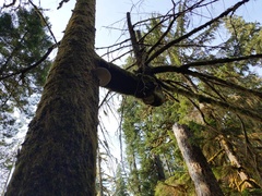 Ganoderma oregonense