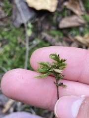 Climacium dendroides