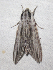 Sphinx dollii