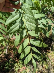 Juglans hindsii
