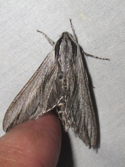 Sphinx dollii
