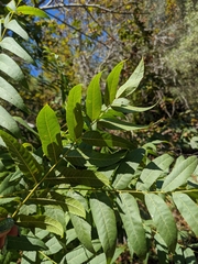 Juglans hindsii