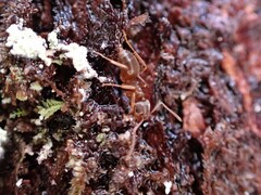 Lasius pallitarsis