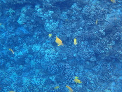 Chaetodontidae