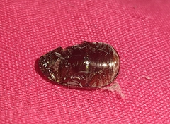 Rutelinae