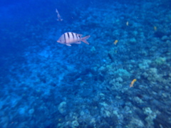 Abudefduf abdominalis