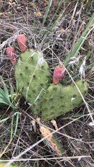 Opuntia macrorhiza