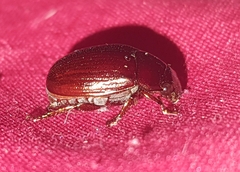 Rutelinae