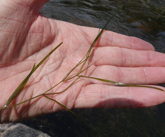 Potamogeton pusillus