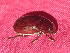 Rutelinae