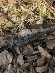 Callirhytis quercussuttoni