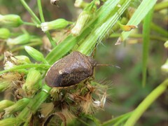 Holcostethus limbolarius