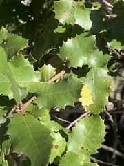 Callirhytis quercussuttoni