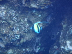 Zanclus cornutus