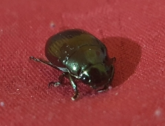 Rutelinae