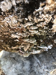Coriolopsis gallica