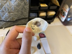 Crassostrea virginica