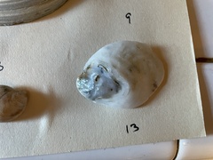 Crassostrea virginica