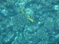 Chaetodon quadrimaculatus