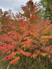Rhus typhina