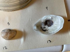 Crassostrea virginica