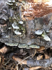 Coriolopsis gallica