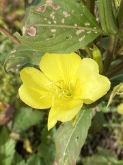 Oenothera pilosella