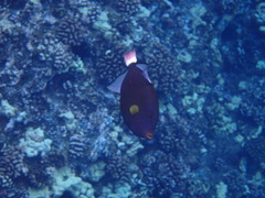 Melichthys vidua