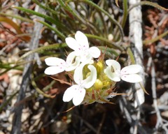Stylidium crossocephalum