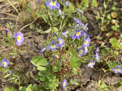 Porterella carnosula