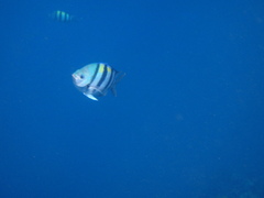 Abudefduf