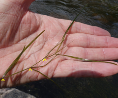 Potamogeton pusillus