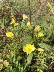 Oenothera pilosella