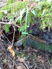 Asplenium rhizophyllum