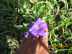 Ruellia lactea