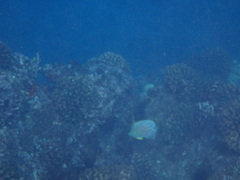 Chaetodon ornatissimus