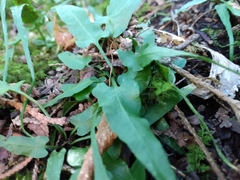 Asplenium rhizophyllum