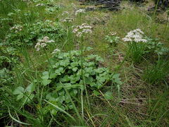 Ligusticum scothicum hultenii