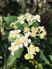 Montanoa tomentosa