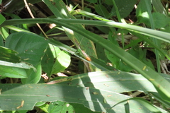 Anisoptera