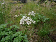 Ligusticum scothicum hultenii
