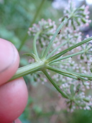 Ligusticum scothicum hultenii