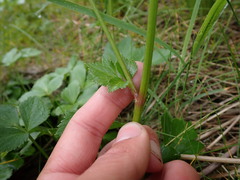 Ligusticum scothicum hultenii