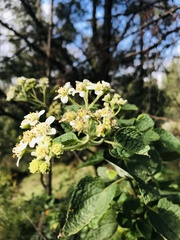 Montanoa tomentosa